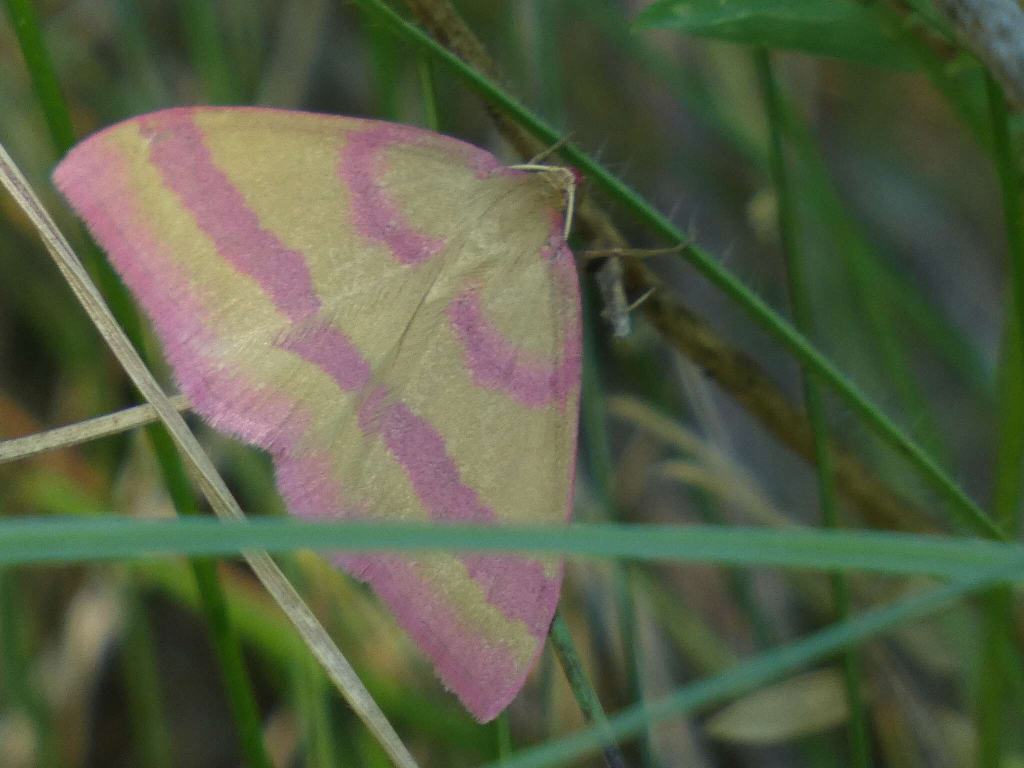 Rhodostrophia calabra Petagna 1787 resmi