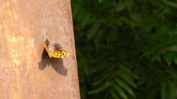 Imagem de Polygonia interrogationis Fabricius 1798