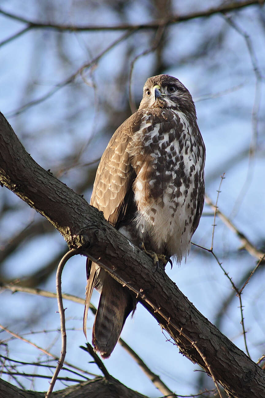 Image of Common Buzzard