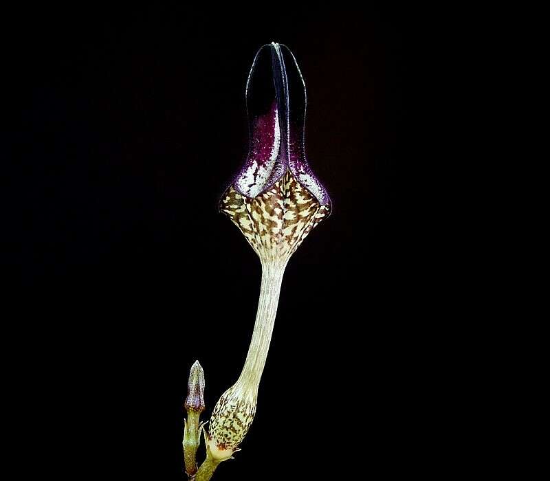 Image of Ceropegia stapeliiformis Haw.