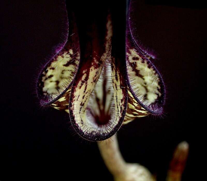 Image of Ceropegia stapeliiformis Haw.