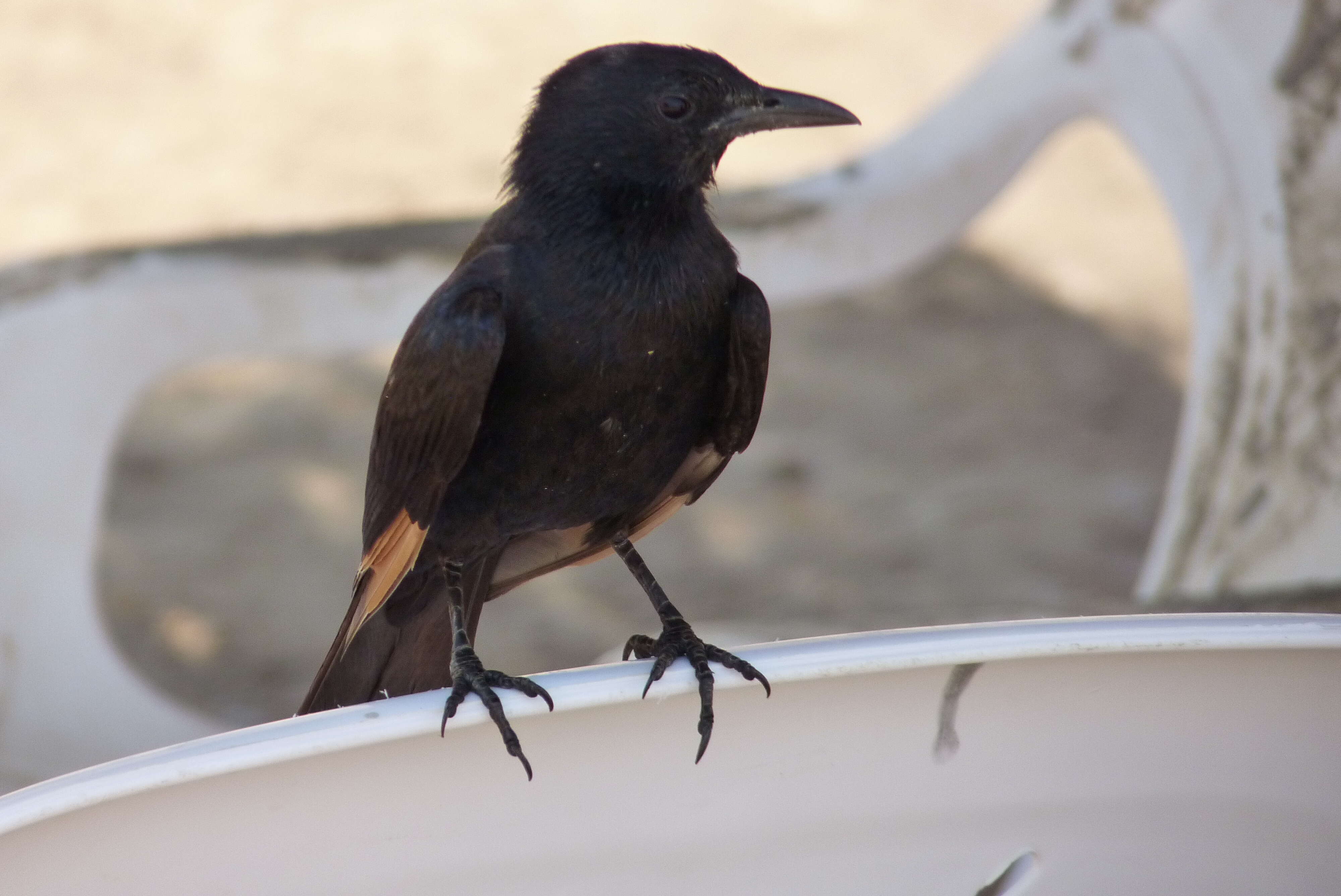 Image of Arabian Chestnut-winged Starling