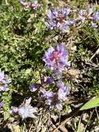 Image of Englemann's milkvetch