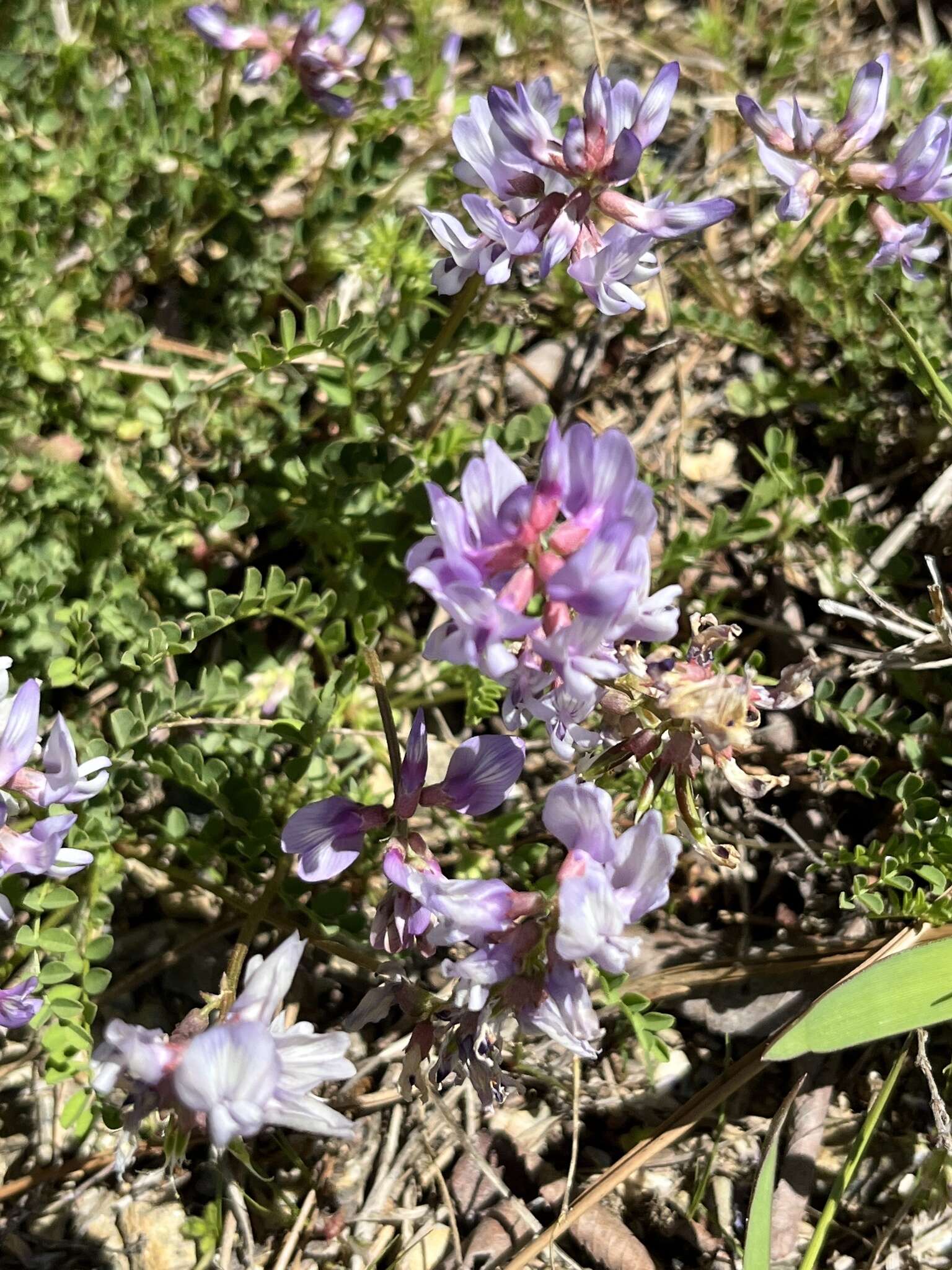 Image of Englemann's milkvetch