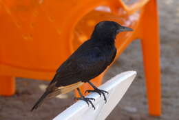 Image of Arabian Chestnut-winged Starling