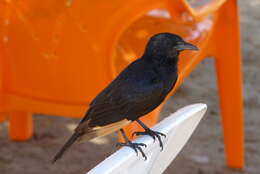 Image of Arabian Chestnut-winged Starling