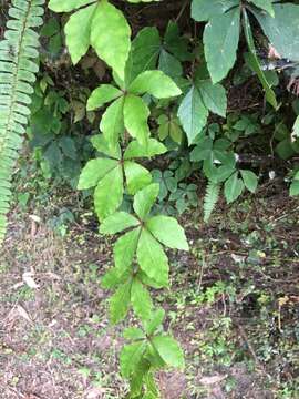 Image of Tetrastigma obtectum var. glabrum (Lév. & Vaniot) Gagnep.