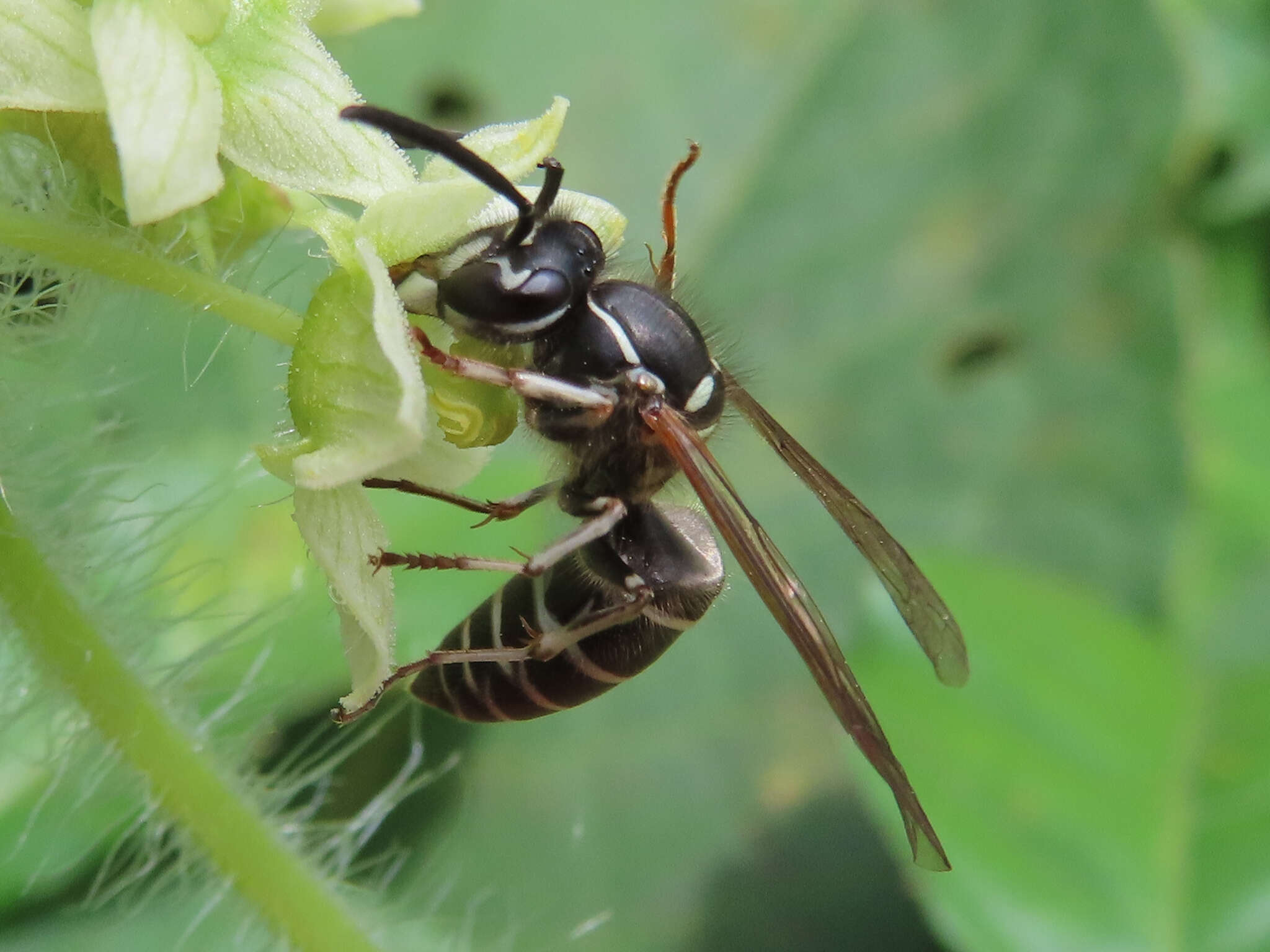 Image de Vespula shidai Ish., Yam. & Wagn. 1980