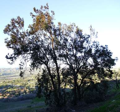 Слика од Eucalyptus sideroxylon A. Cunn. ex Woolls