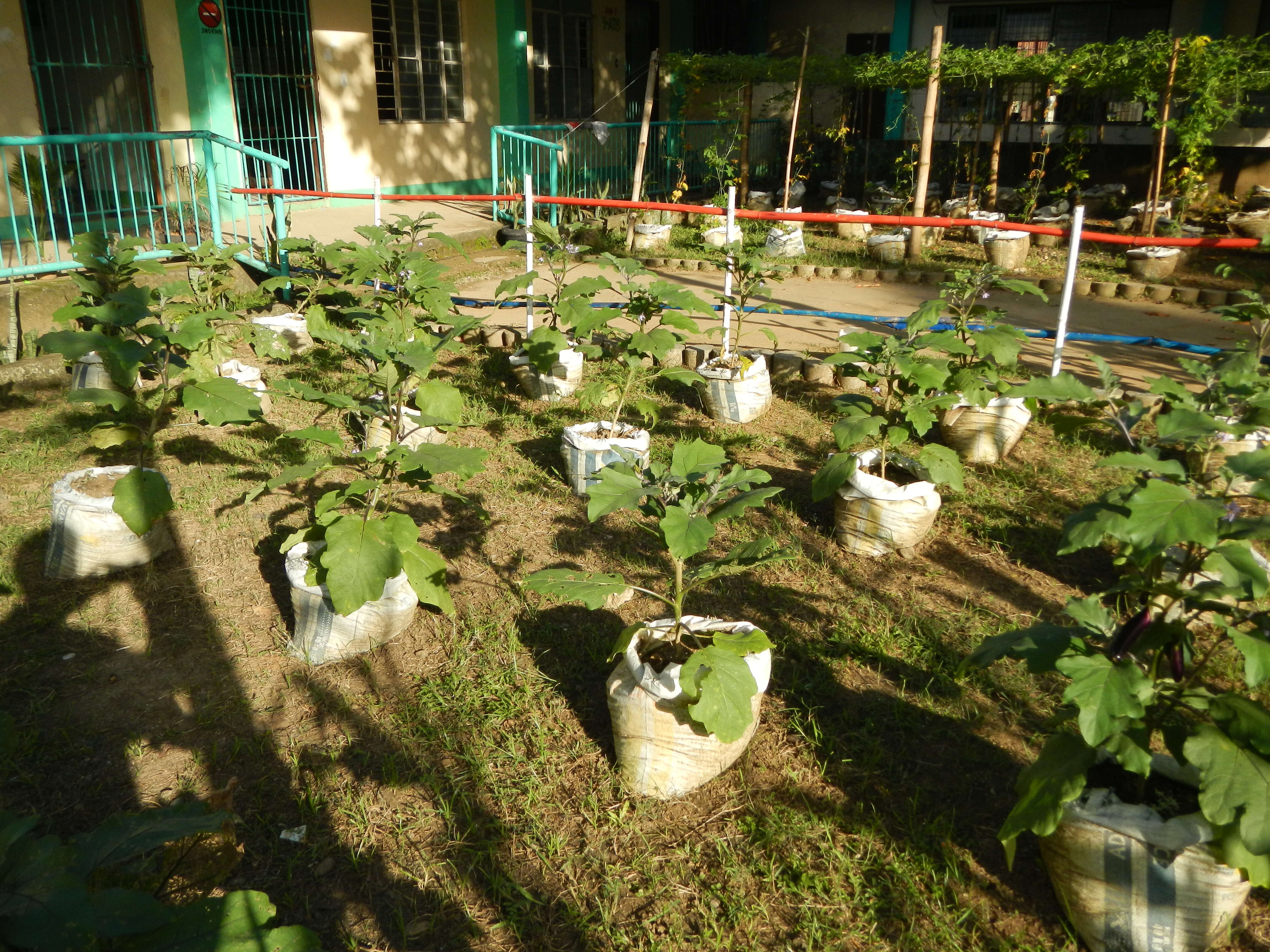 Image of eggplant