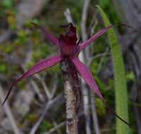 Imagem de Caladenia cruciformis D. L. Jones