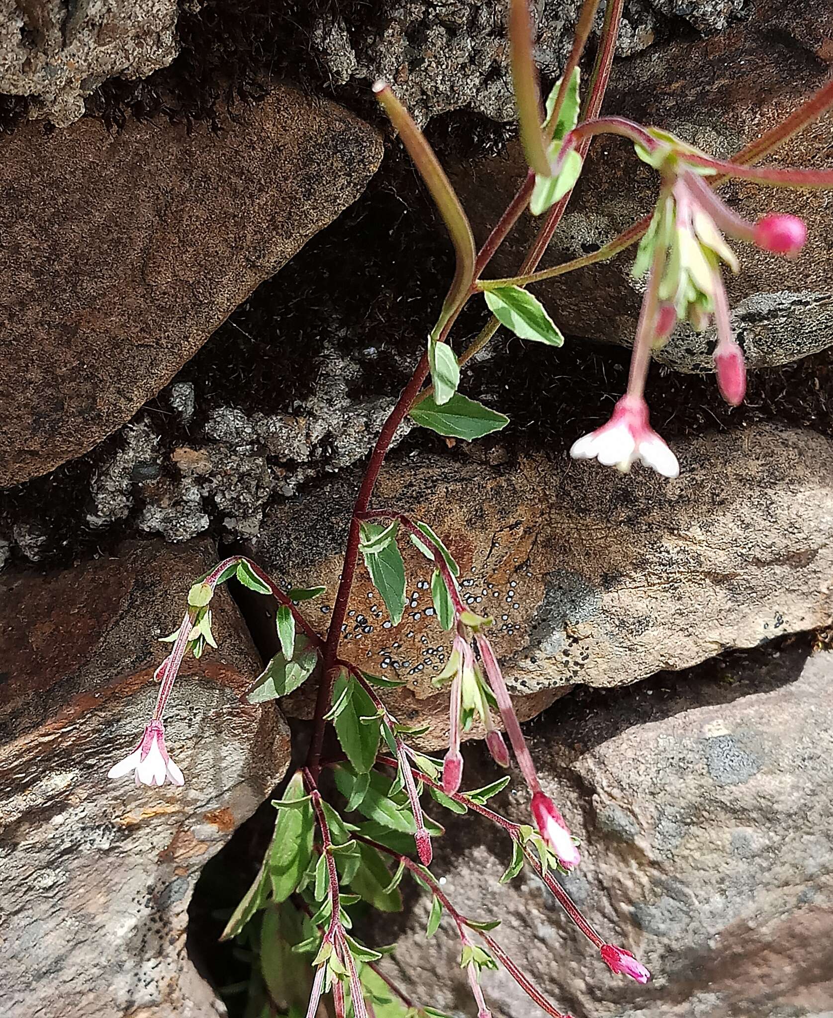 Image de Epilobium hohuanense S. S. Ying