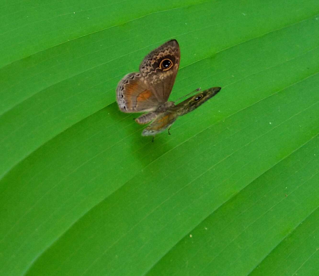 Perophthalma tullius Fabricius 1787 resmi