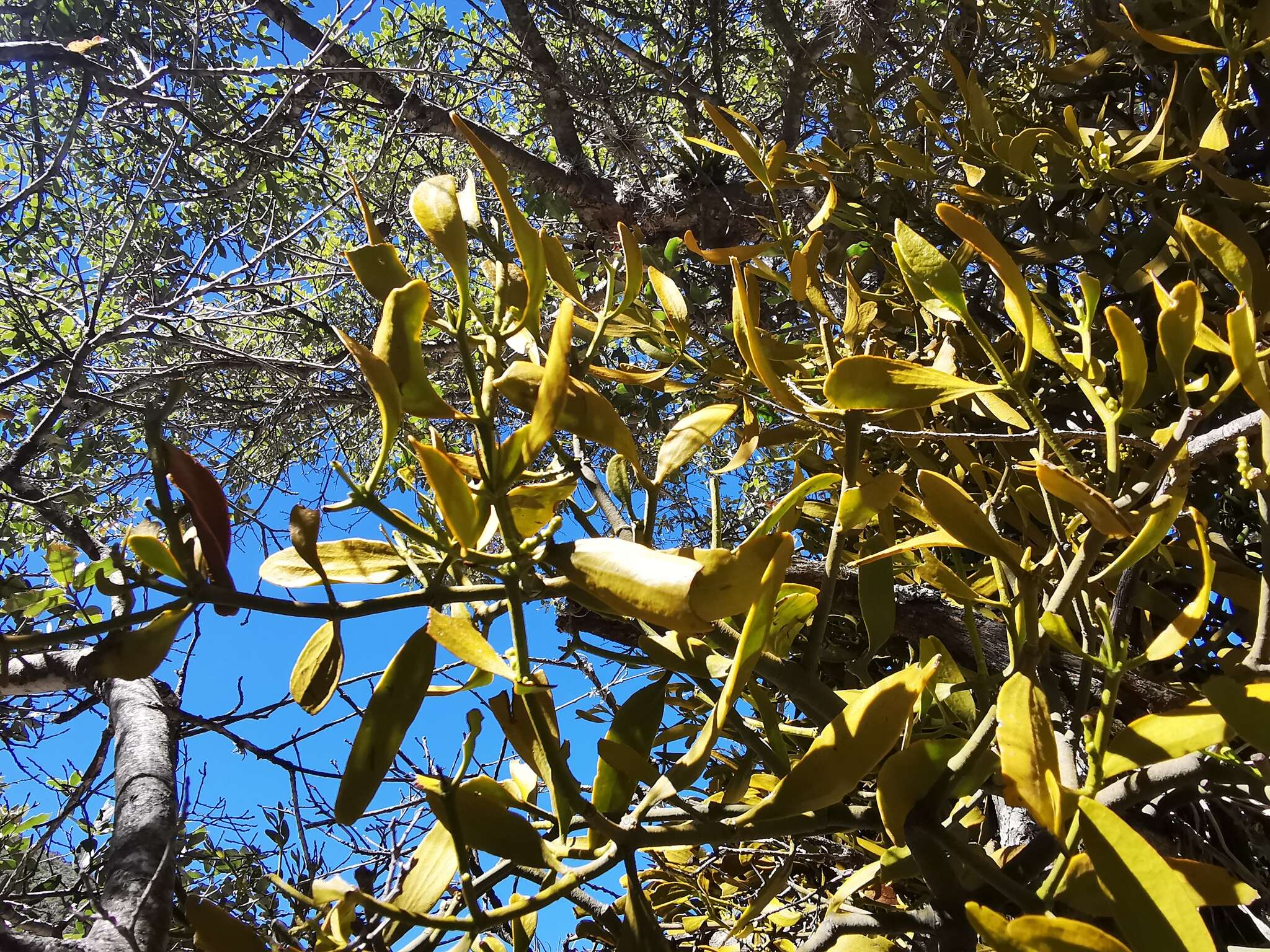 Image of Phoradendron lanceolatum Engelm. ex A. Gray