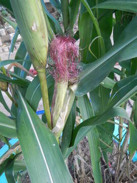 Image of corn