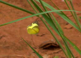 Слика од <i>Eurema <i>brigitta</i></i> brigitta