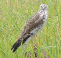 Image of Pied Harrier