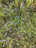 Plancia ëd Lobelia quadrangularis R. Br.