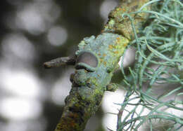 Image of pore lichen