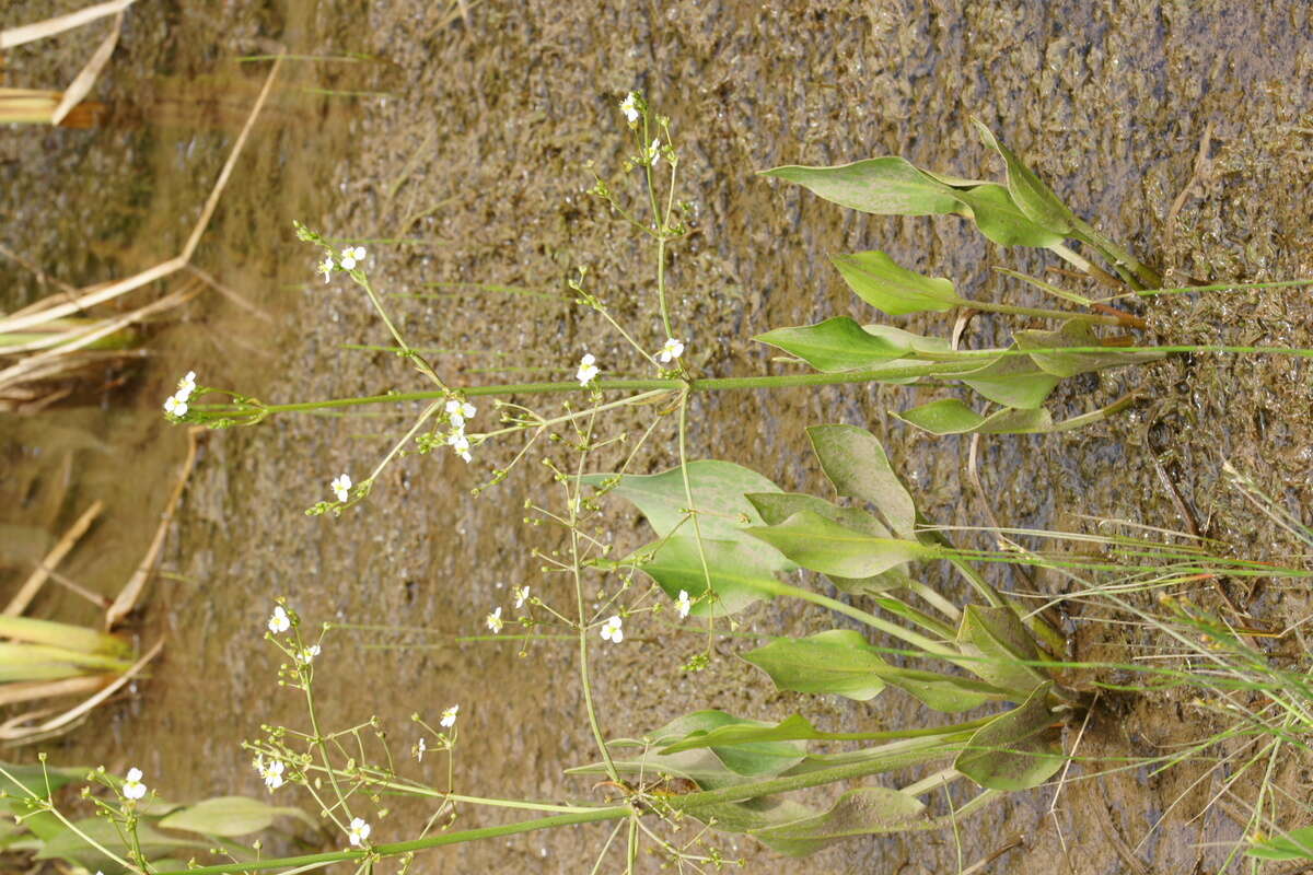 Image of Common Water-plantain