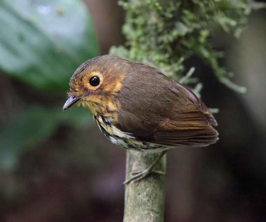 Image of Ochre-breasted Antpitta