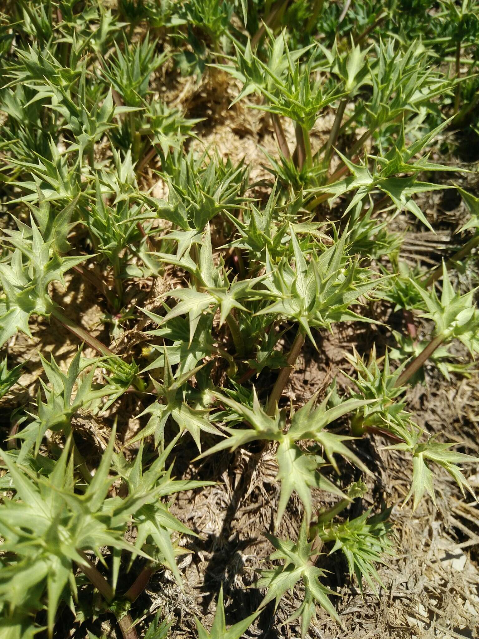 Image of Eryngium glomeratum Lam.