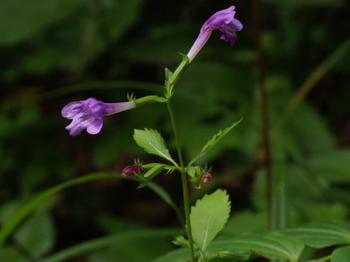 Image of Clinopodium grandiflorum