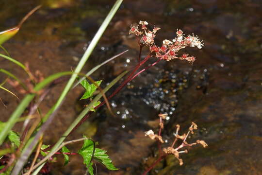 Plancia ëd Filipendula kiraishiensis Hayata