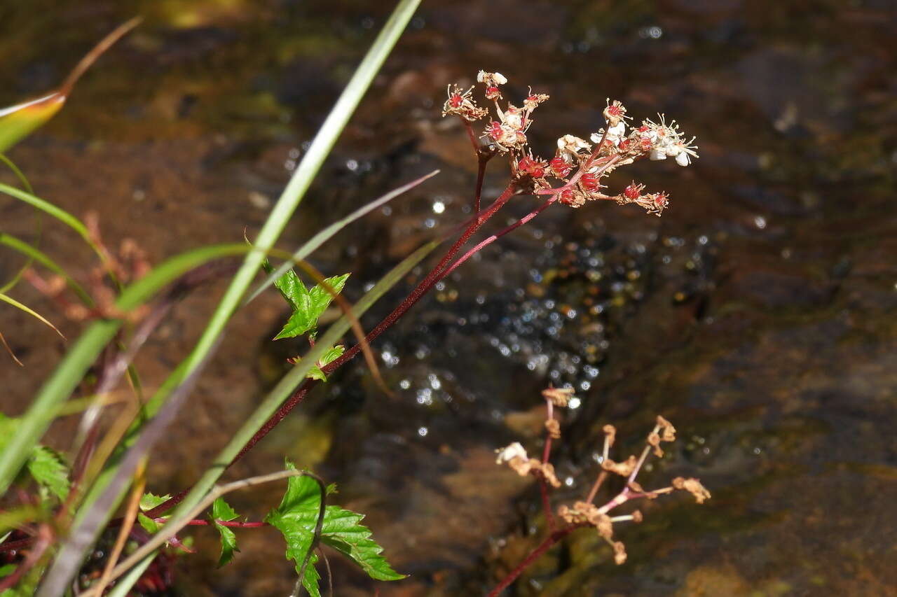 Image of Filipendula kiraishiensis Hayata