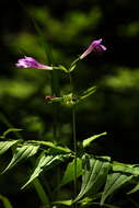 Image of Clinopodium grandiflorum