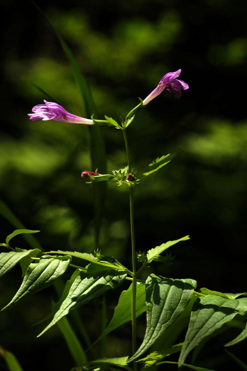 Image of Clinopodium grandiflorum