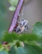 Image of Western Lynx Spider