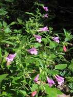 Image of Clinopodium grandiflorum