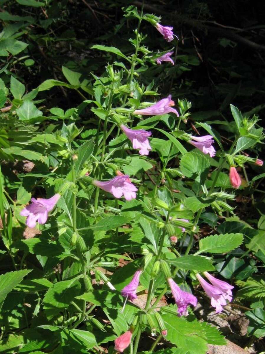 Image of Clinopodium grandiflorum