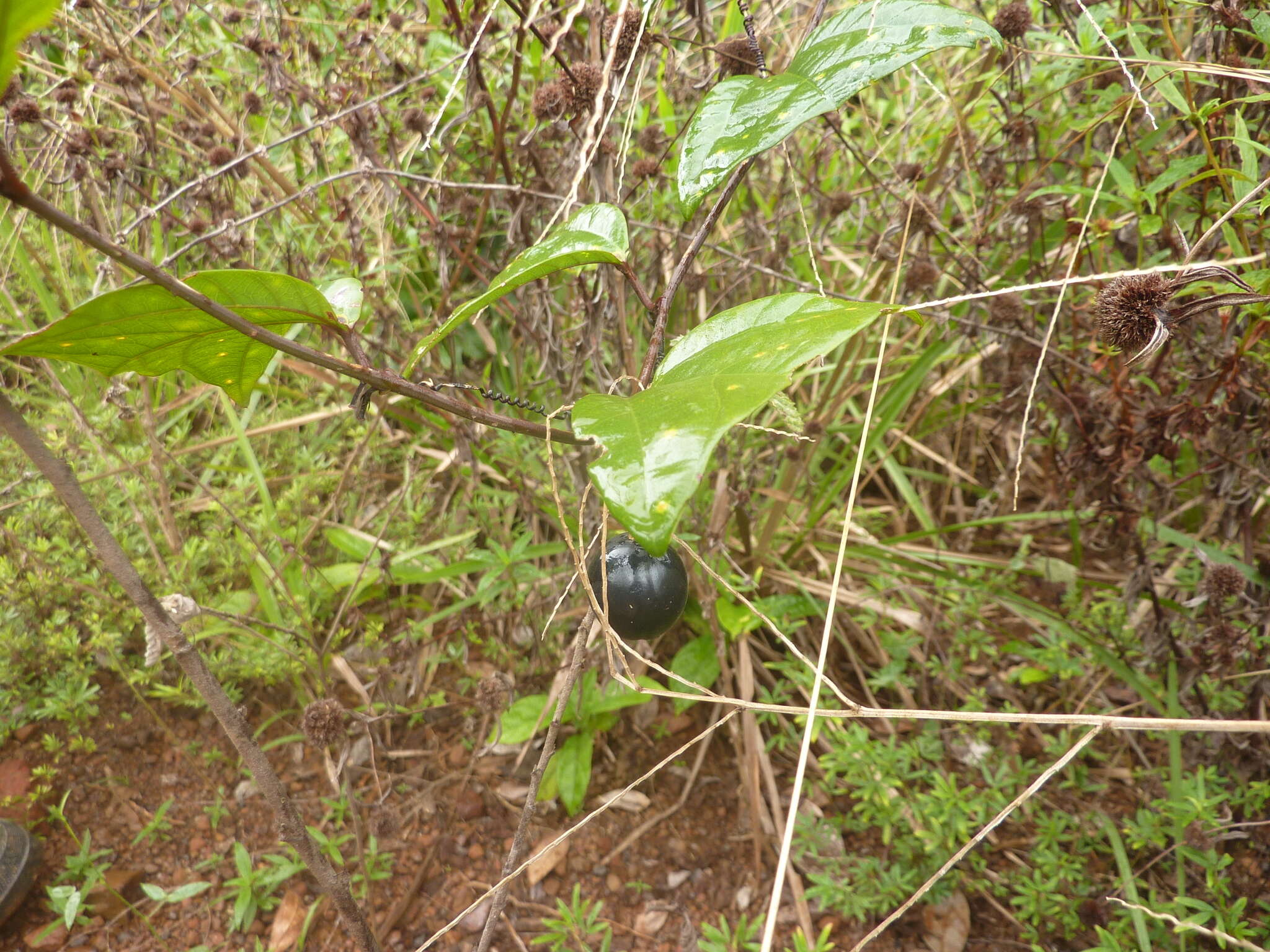 Passiflora vespertilio L.的圖片