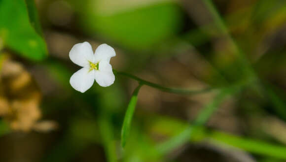 Image of Lyre-Leaf Thalecress