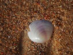 صورة Strigilla euronia Hedley 1908