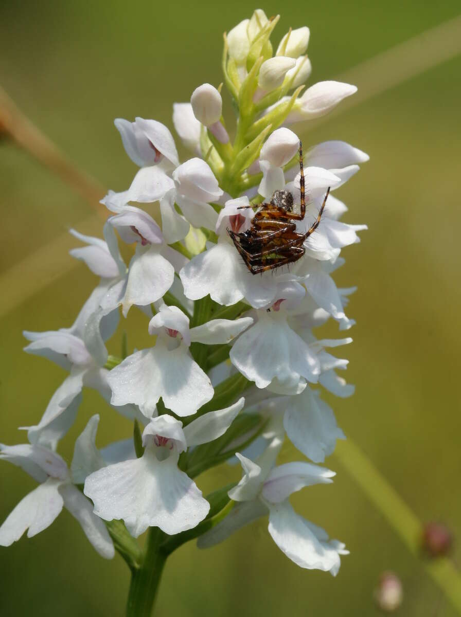 Image of Heath spotted orchid