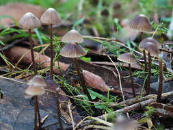 Sivun Mycena albidofusca Cleland 1933 kuva