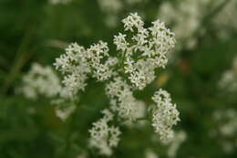 Image of Northern bedstraw