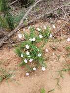 Imagem de Petunia atkinsiana D. Don ex Loud.