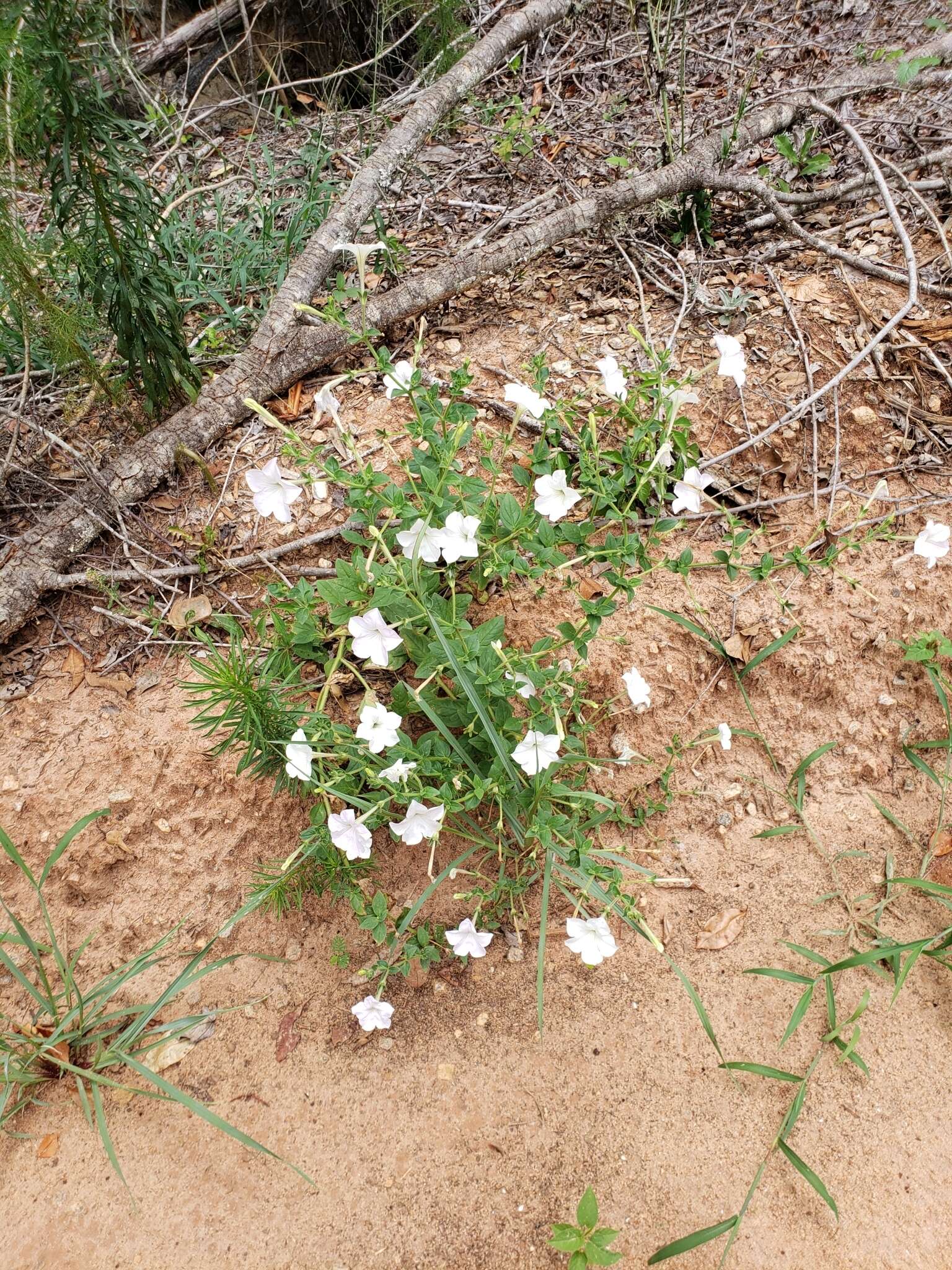 Imagem de Petunia atkinsiana D. Don ex Loud.