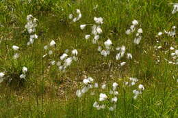 Image of common cottongrass