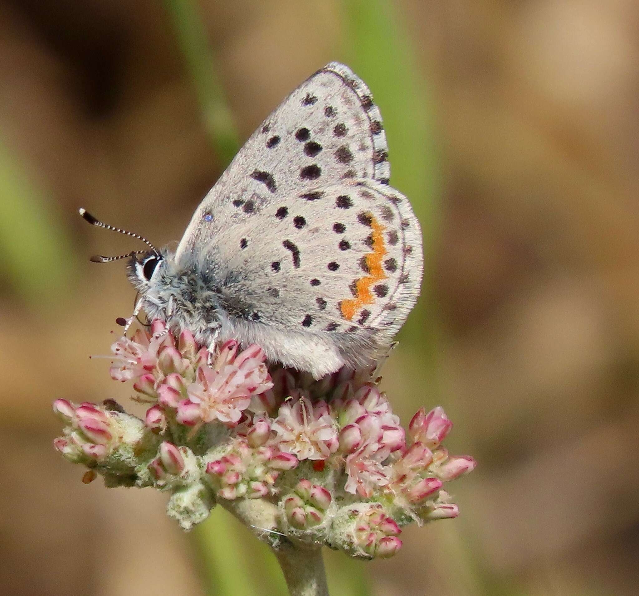 Euphilotes enoptes bayensis (Langston 1964)的圖片