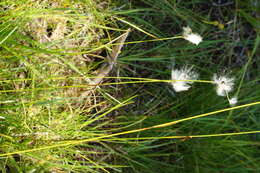 Image of common cottongrass