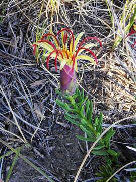 Image of Mutisia linearifolia Cav.