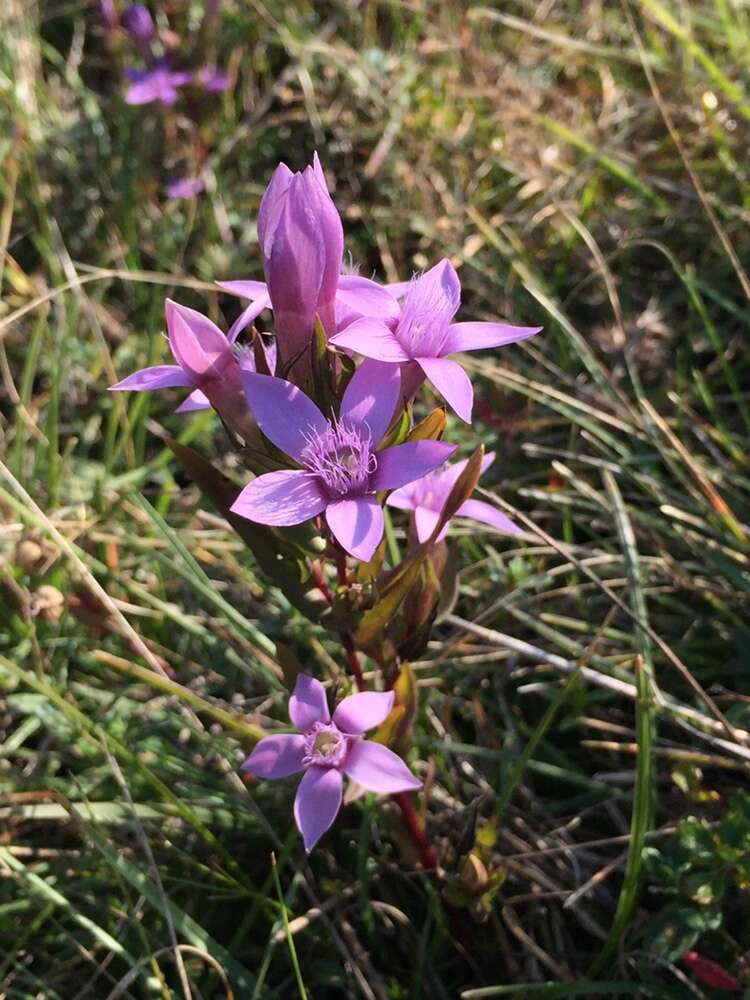 Imagem de Gentianella anisodonta (Borbás) A. & D. Löve