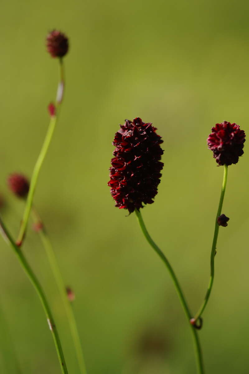 Image de Sanguisorbe officinale