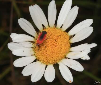 Image of Lopidea instabilis (Reuter 1909)