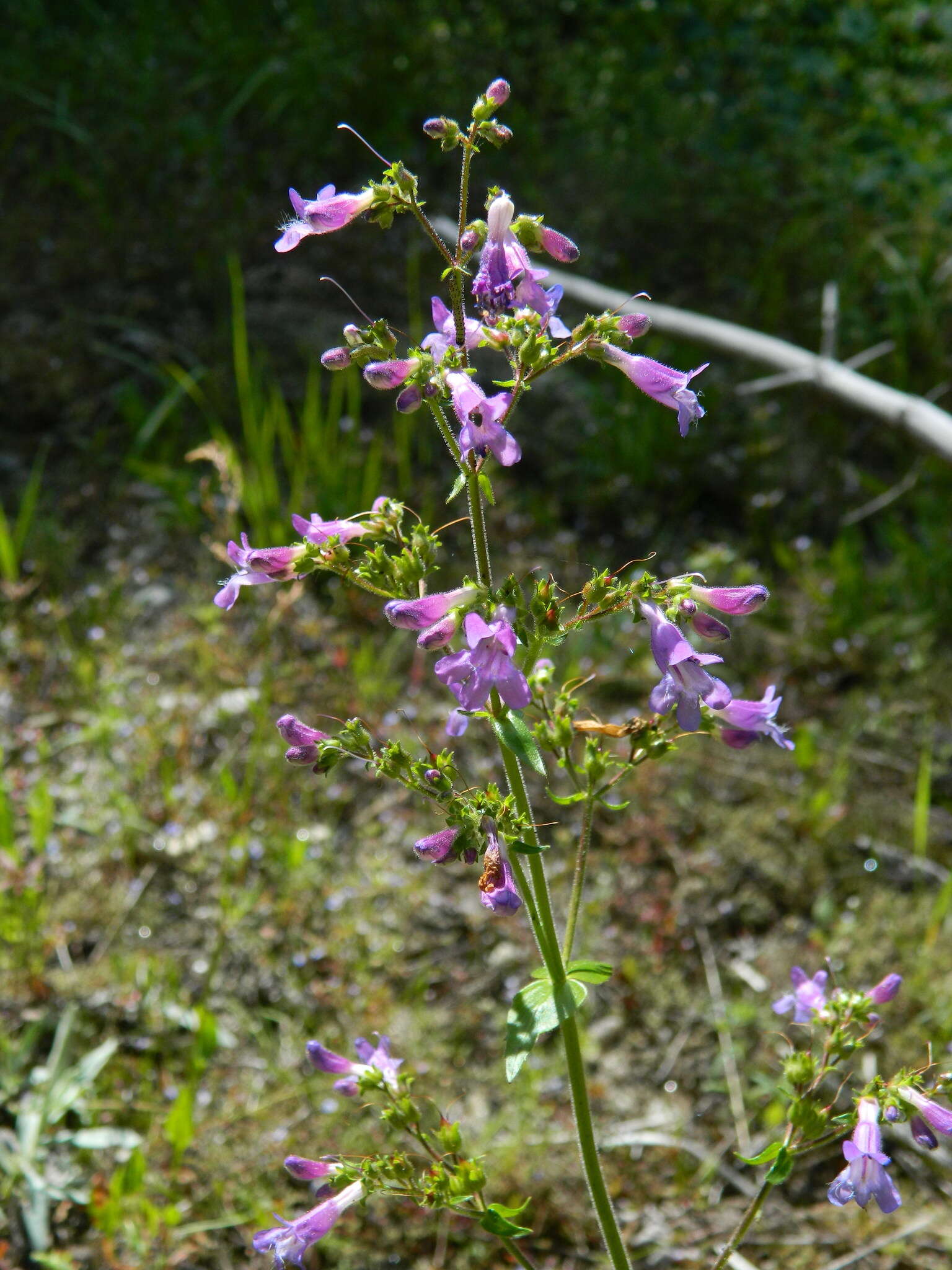 Plancia ëd Penstemon wilcoxii Rydb.